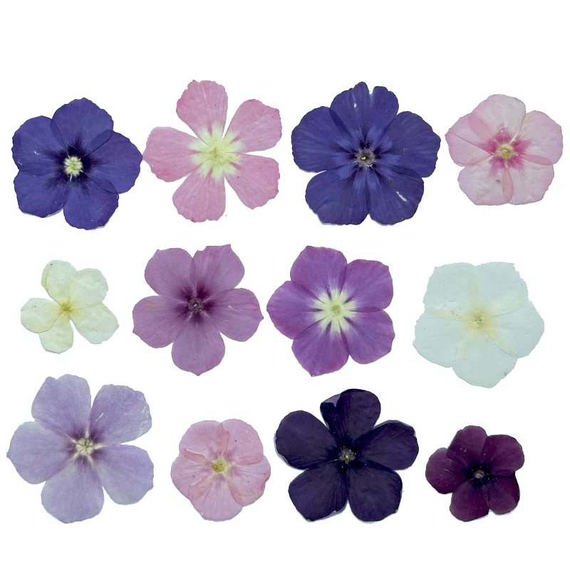 12pcs,Semi-Transparent Niche P - Resin Art Liquid review and price